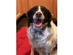 Adopt CO/Madison a Brown/Chocolate - with White Brittany / Mixed dog in Auroa