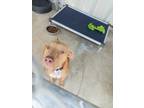 Adopt Jordan a American Pit Bull Terrier / Mixed dog in Brownwood, TX (39015851)