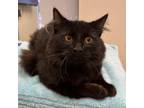 Adopt Veeto a All Black Domestic Mediumhair / Mixed cat in Wakefield