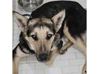Adopt Polka a German Shepherd Dog, Australian Kelpie