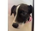 Adopt Prudence a Brindle Mixed Breed (Large) / Mixed dog in Leander