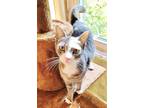 Adopt Scout a Gray or Blue (Mostly) Domestic Shorthair / Mixed (short coat) cat