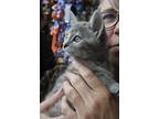 Adopt Storm a Gray or Blue Domestic Mediumhair (medium coat) cat in Half Moon