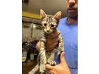 Adopt Wade KITTEN a Gray, Blue or Silver Tabby Domestic Shorthair / Mixed (short