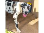 Adopt Huck a White - with Black Great Dane / Mixed dog in Vail, AZ (39011537)