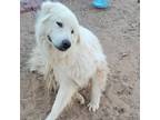 Adopt Porter a White Great Pyrenees / Mixed dog in Vail, AZ (39011538)