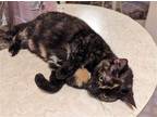 Adopt Kima a Tortoiseshell Domestic Shorthair / Mixed (short coat) cat in