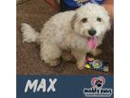 Adopt Max -- No Longer Accepting Applications a White Lhasa Apso / Mixed dog in