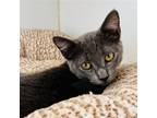Adopt Spice a Gray or Blue Domestic Shorthair / Mixed cat in Oakland
