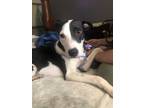 Adopt Ash a Black - with White Rat Terrier / Mixed dog in White Settlement