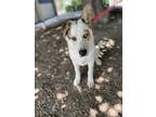 Adopt Chip 'In Foster' a White Shepherd (Unknown Type) / Mixed dog in Espanola