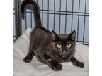 Adopt Zero a All Black Domestic Shorthair / Domestic Shorthair / Mixed cat in
