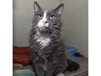 Adopt Tommy a Gray or Blue Maine Coon / Domestic Shorthair / Mixed cat in