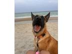 Adopt Allie - located in NC a Tan/Yellow/Fawn - with Black Belgian Malinois /