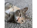 Adopt Dora a Tortoiseshell Domestic Shorthair / Mixed cat in Washington