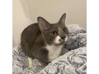 Adopt Boo King a Gray or Blue Domestic Shorthair / Mixed cat in Merrifield