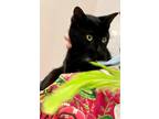 Adopt Mowgli a All Black Domestic Shorthair (short coat) cat in New York