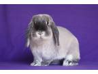 Adopt Sumi a Mini Lop / Mixed (short coat) rabbit in Scotts Valley
