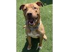 Adopt Hachi a Mastiff / Mixed Breed (Medium) / Mixed dog in Pittsfield
