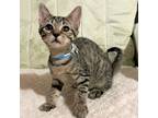 Adopt Sally a Gray or Blue Domestic Shorthair / Mixed (short coat) cat in