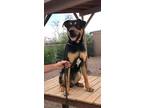 Adopt Ramses a Brown/Chocolate - with White Rottweiler / Mixed dog in