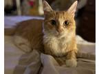 Adopt Apricot a Orange or Red (Mostly) Domestic Mediumhair / Mixed (medium coat)