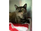 Adopt Aspen a Domestic Longhair cat in Cortland, NY (38968903)