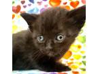 Adopt Philipa Featherington a Domestic Short Hair