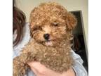 Poodle (Toy) Puppy for sale in San Diego, CA, USA