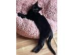 Adopt Shiloh a All Black Domestic Shorthair / Mixed cat in Wendell