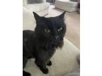 Adopt Tess a All Black Domestic Longhair / Domestic Shorthair / Mixed cat in