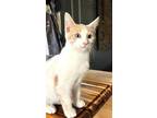 Adopt Piebald Cravener a Domestic Shorthair (short coat) cat in Woodstock