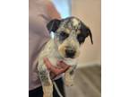 Adopt Bull a Australian Cattle Dog / Blue Heeler