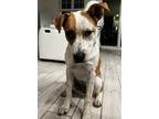 Adopt Freckles a Tricolor (Tan/Brown & Black & White) Cattle Dog dog in Tampa