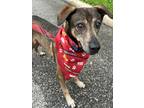 Adopt Max a Brindle Labrador Retriever dog in Tampa, FL (38921759)