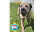 Adopt 2306-1513 Lana a Tan/Yellow/Fawn Pit Bull Terrier / Mixed dog in Virginia