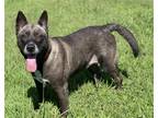 Adopt 2308-0616 Jasmine a Husky / Mixed dog in Virginia Beach, VA (39025671)