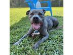 Adopt 2306-1495 Missy a Gray/Blue/Silver/Salt & Pepper Pit Bull Terrier / Mixed