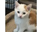 Adopt Zander a Orange or Red Domestic Shorthair / Mixed cat in Fayetteville