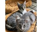 Adopt Neptune and Pluto a Gray or Blue Domestic Shorthair / Mixed cat in