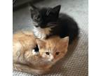 Adopt Zeke and Zuri a Orange or Red Domestic Shorthair / Mixed cat in