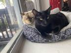 Adopt Loki a All Black Bombay / Mixed (medium coat) cat in Madison Heights