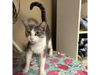 Adopt Penelope a Gray or Blue Domestic Shorthair / Mixed cat in Stephenville