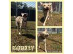 Adopt Monkey a Tan/Yellow/Fawn Catahoula Leopard Dog / Mixed dog in CONVERSE