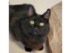 Adopt King Tut a Domestic Longhair / Mixed cat in Sherwood, OR (38928861)
