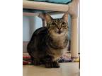 Adopt Frank a Munchkin / Mixed cat in Sherwood, OR (39047413)