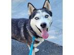 Adopt Denali* a Siberian Husky / Mixed dog in Pomona, CA (39054904)