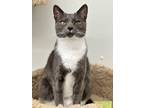 Adopt Hina a Domestic Shorthair / Mixed (short coat) cat in Cumberland