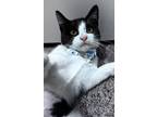Adopt Molly a Domestic Shorthair (short coat) cat in Denver, CO (39066406)