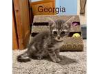 Adopt Georgia a Domestic Shorthair / Mixed cat in Spring Hill, KS (39036811)